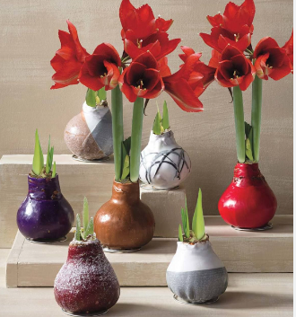 Amaryllis Bulbs in Wax