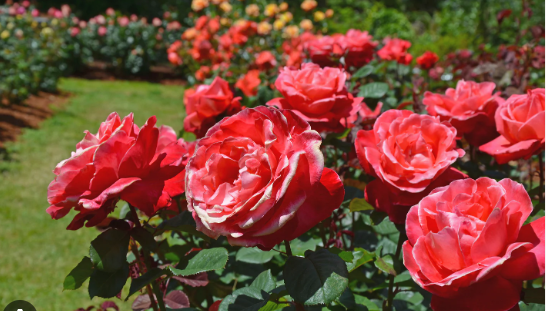 Tree Roses Fragrant Roses 'Fragrant'
