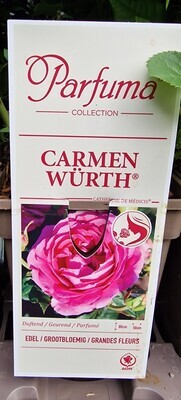 Fragrant Rose  - Carmen Wurth