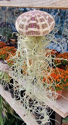 Airplant in shell (Large) Air Plants