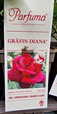 Fragrant Rose  - Grafin Diana - Countess Diana
