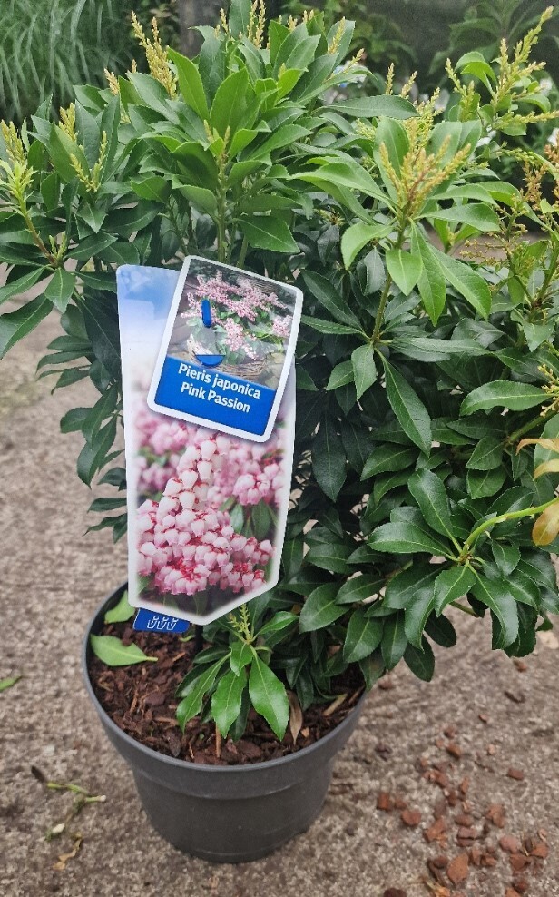Pieris &#39;Pink Passion&#39; Large