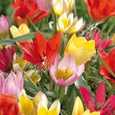 Dwarf Tulips