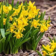 Dwarf Daffodils