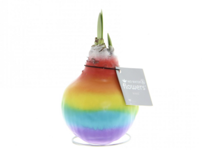 1 Waxed Amaryllis Rainbow Enormous Bulbs For Enormous Flowers Amaryllis In Wax …No Soil Or Water needed stand in place and wait for enormous flowers. Due to demand can be 14 days delay for dispatch