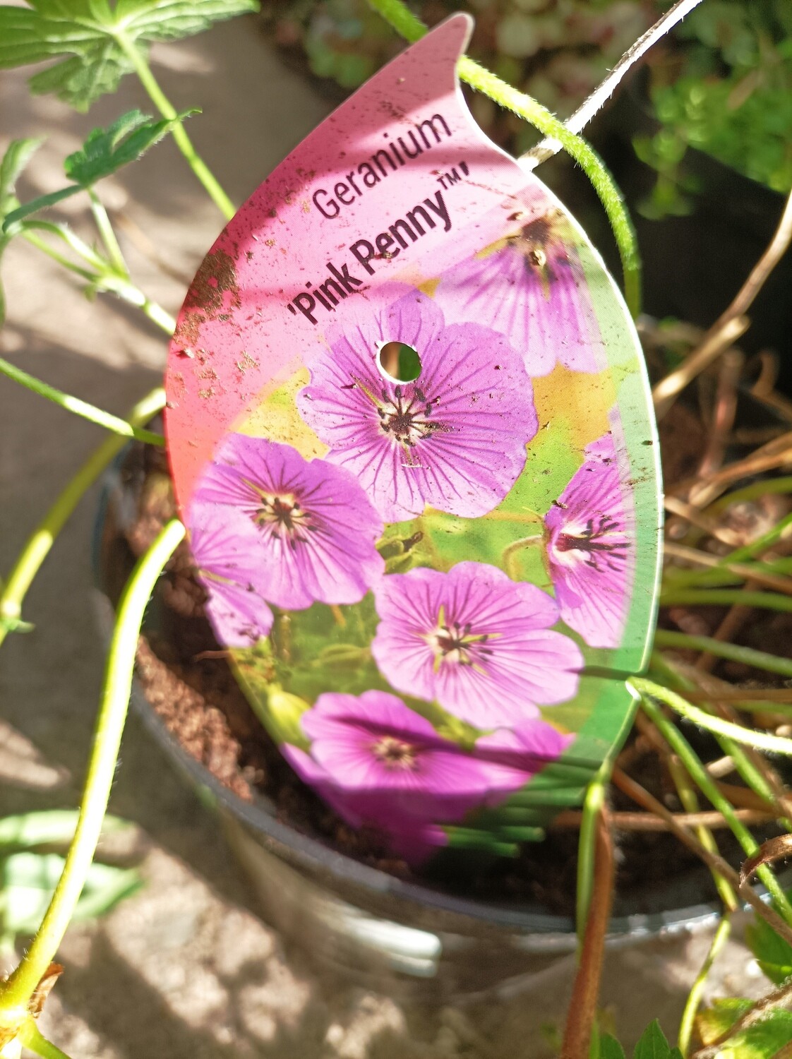 Geranium - Pink Penny