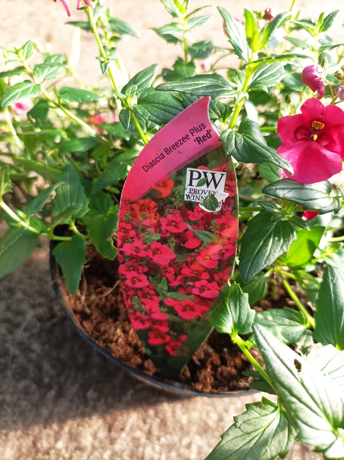 Diascia - Breeze plus Red