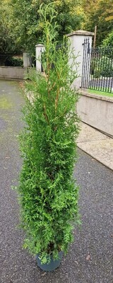 Thuja 'King of Brabant'