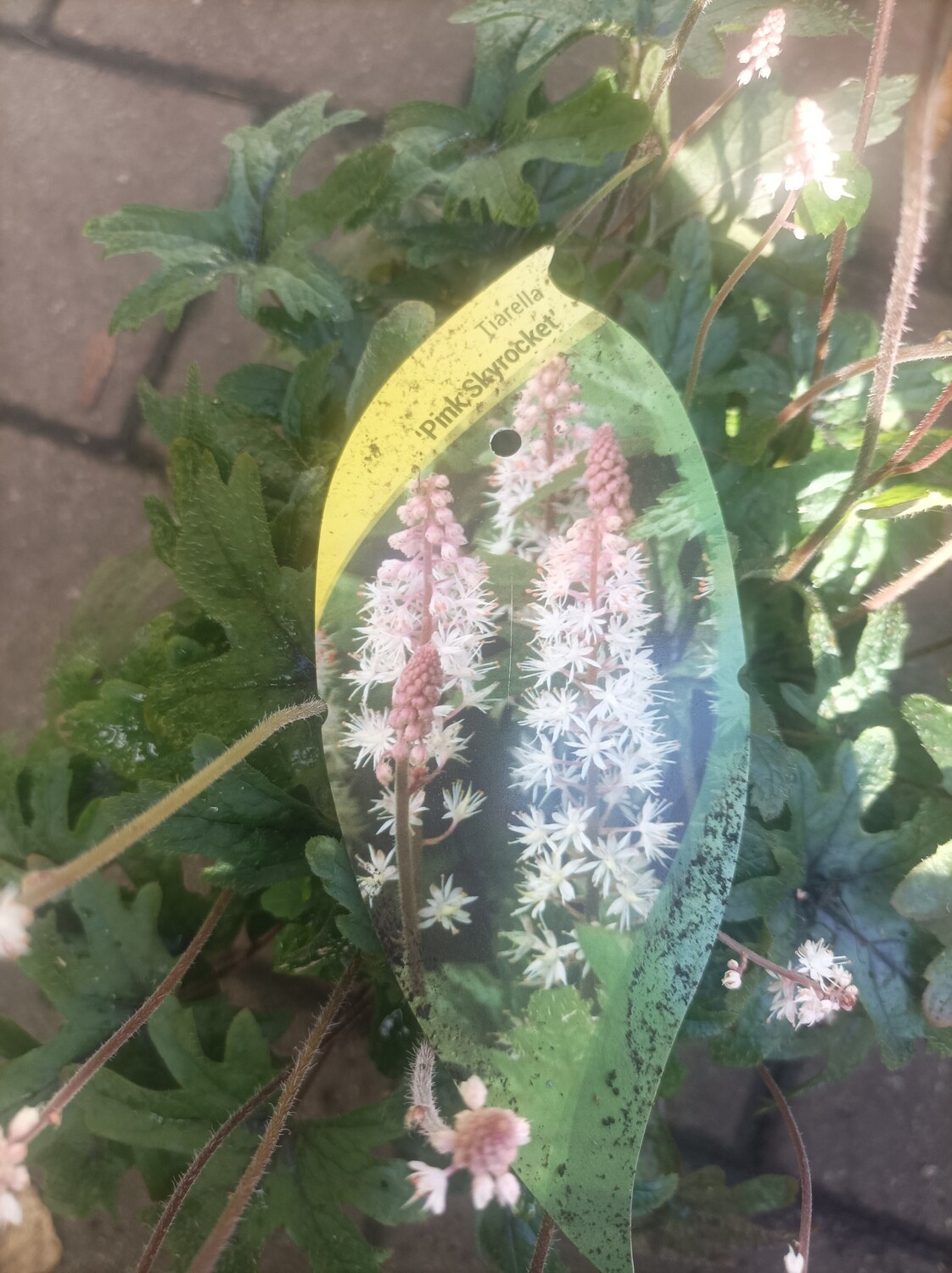 Tiarella - Pink Skyrocket