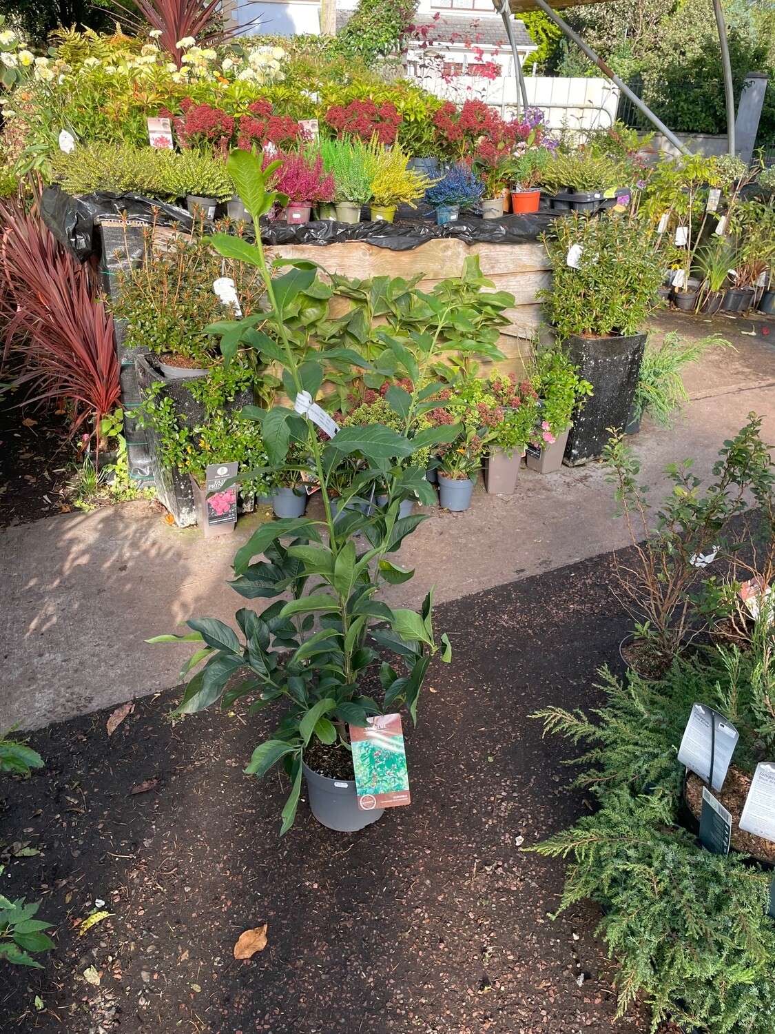 Euonymus &#39;Red Cascade&#39;