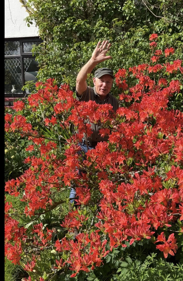 Azalea Gibraltar…hardy and smothered in stunning orange flowers in spring early summer. Winter hardy and tough. (strong pot grown bushy top size and grade 60-80 Cm)