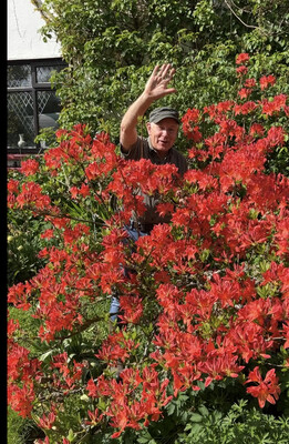 Azalea Gibraltar…hardy and smothered in stunning orange flowers in spring early summer. Winter hardy and tough. (strong pot grown bushy top size and grade 60-80 Cm)