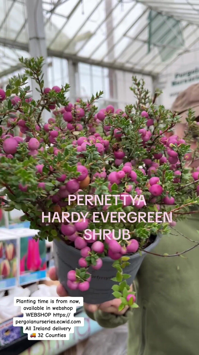 Pernettya Red