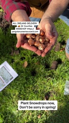 50 Snowdrop Bulbs