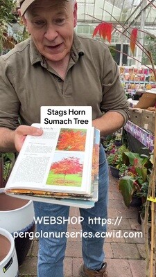 STAGS HORN SUMACH. TREE  small garden tree with colourful foliage in autumn Pot Grown Young Trees selected  for best colour .