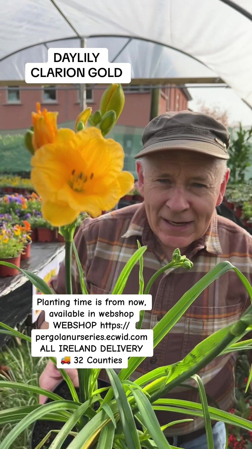 Hemerocallis “Clarion Gold&#39;&#39;
