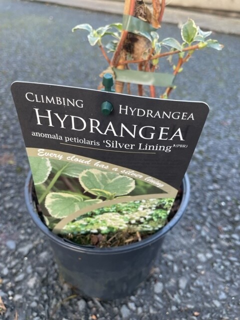 Climbing Hydrangea 'Silver Lining'