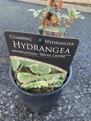 Climbing Hydrangea 'Silver Lining'