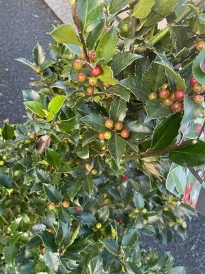 Holly Ilex ‘Blue Maid' Pyramid
