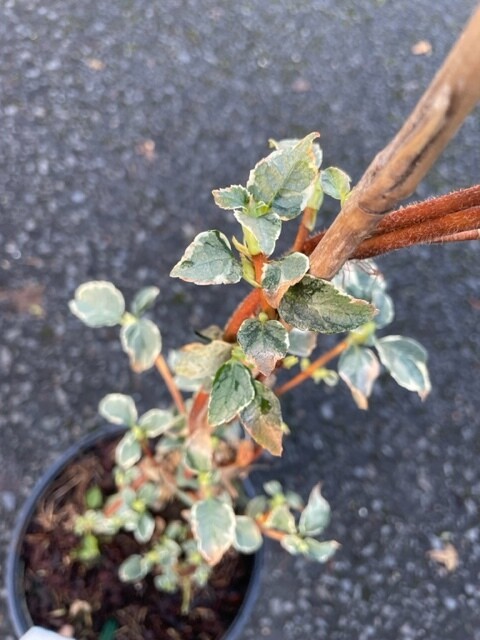 Climbing Hydrangea 'Silver Lining'