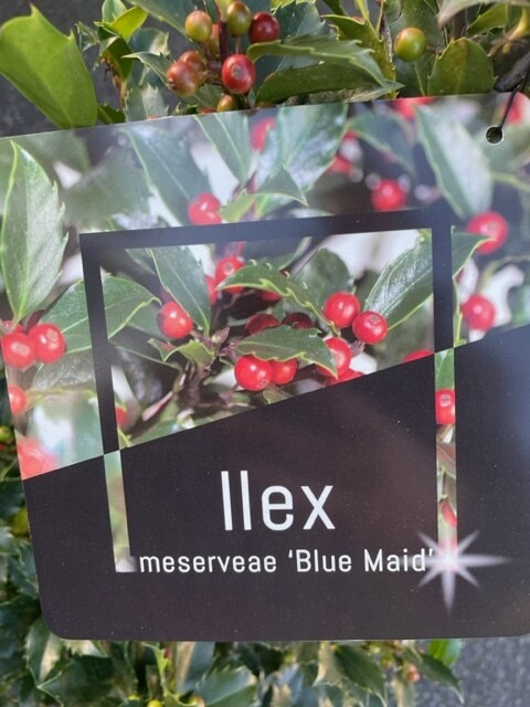 Holly Ilex ‘Blue Maid&#39; Pyramid
