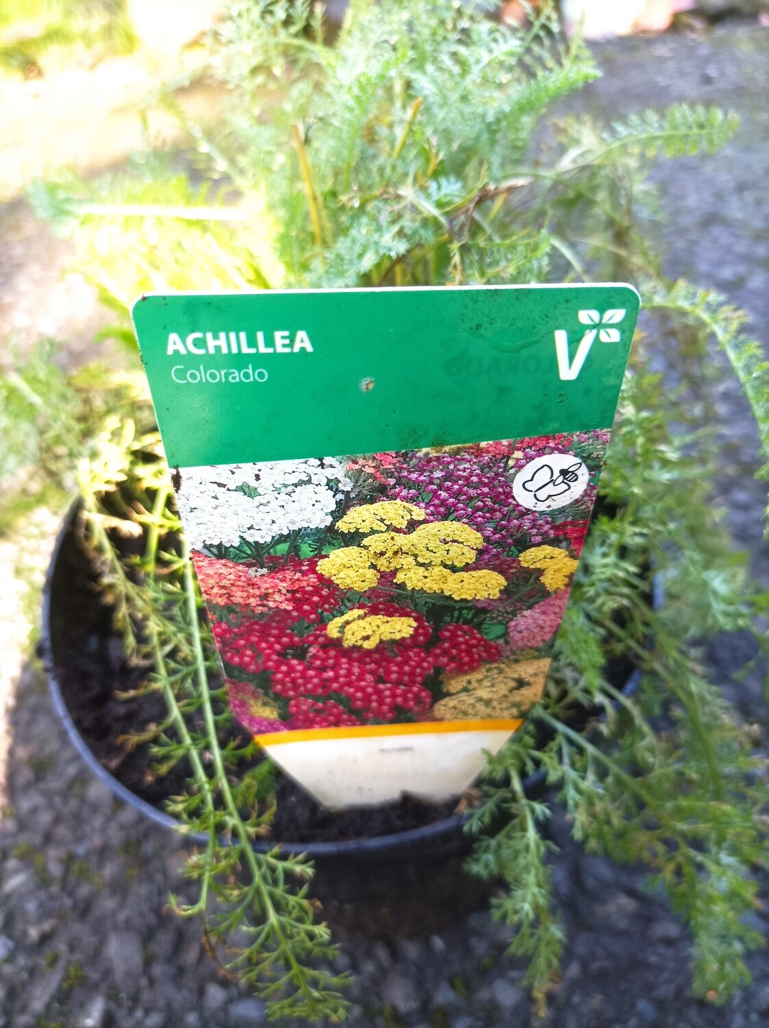 Achillea - Colorado