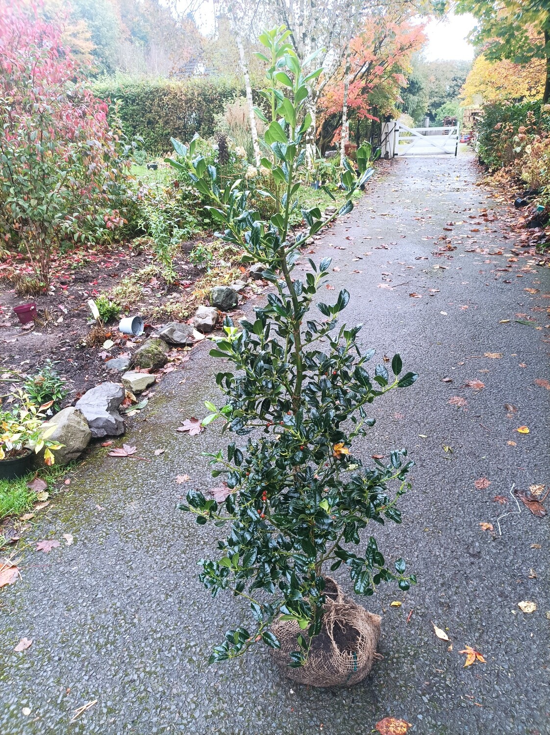 Holly ,Ilex aq. &#39;JC Van Tol ♦️Red Diamond &#39; 100-125cm Rootballed Extra Strong Bushy Plants . Self Pollinators..reliable set of berries every year