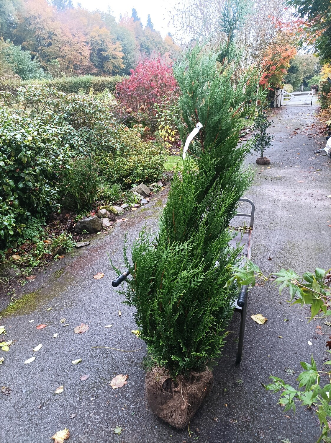 Western Red Cedar - Thuja GELDERLAND 175-200cm Rootballed