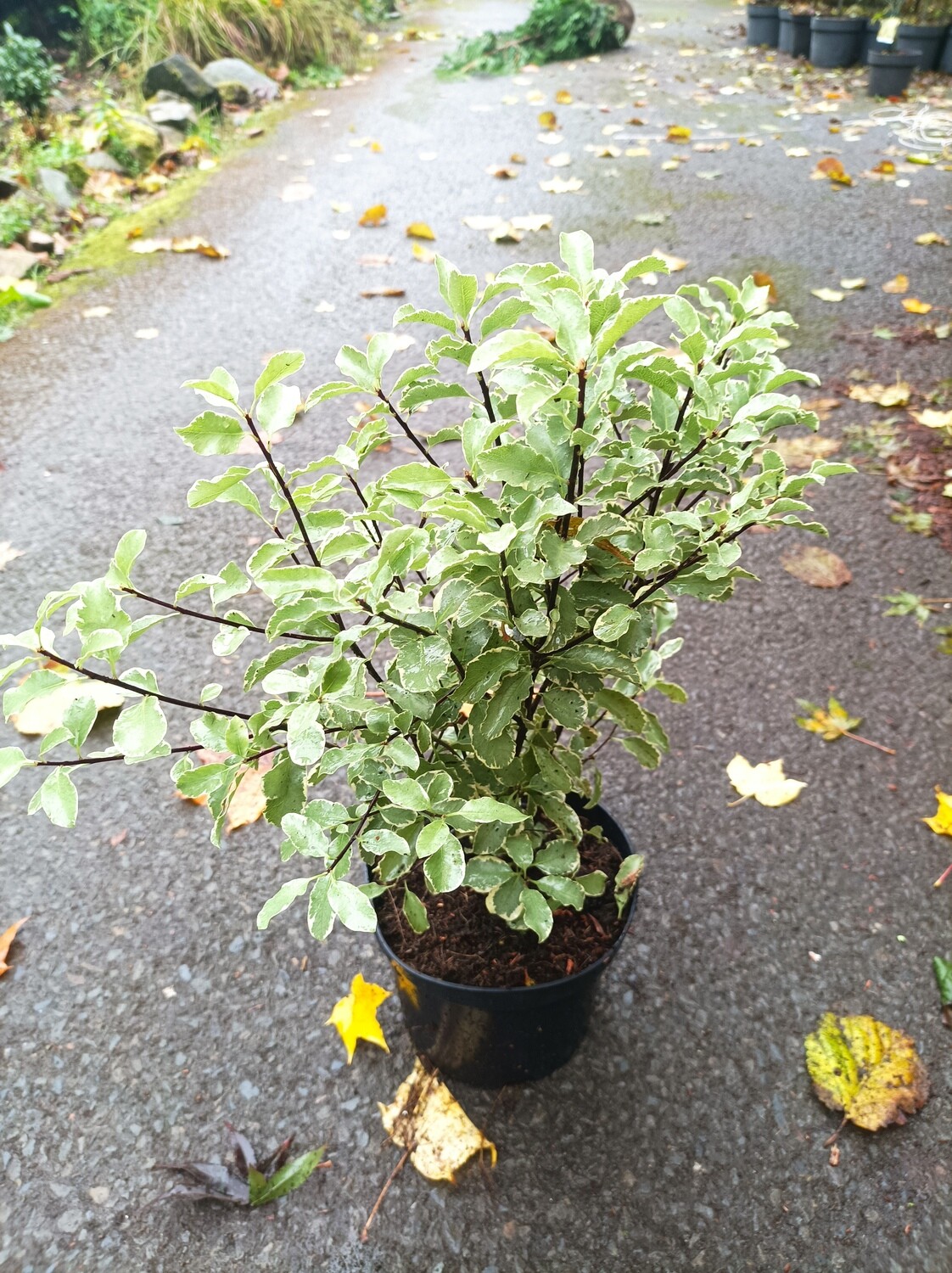 Pittosporum - Silver Queen