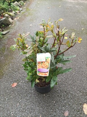 Azalea Gibraltar…hardy and smothered in stunning orange flowers in spring early summer. Winter hardy and tough. (strong pot grown bushy top size and grade