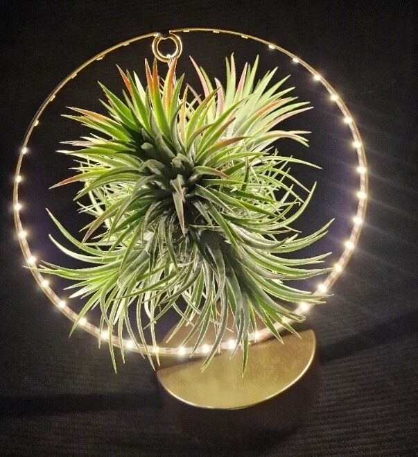 Air Plants ,Airplant (Gold Stand)strong air plant on frame with lights