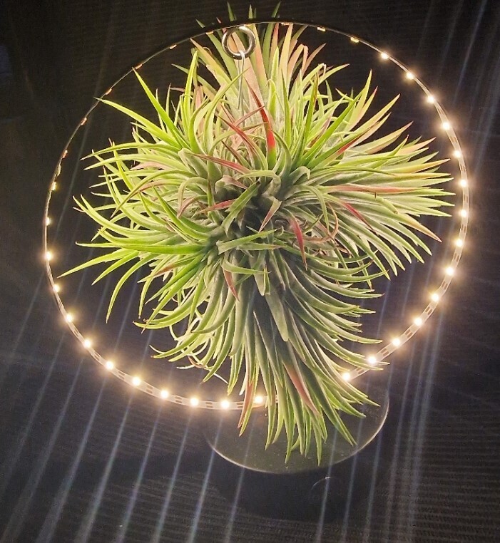 Airplant /Airplant (Black Stand) strong air plant on frame with lights Air Plants Air Plant