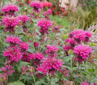 Bergamot &#39;&#39;Loddon Crown&#39;&#39; MONARDA