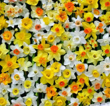 Spring flowering bulbs