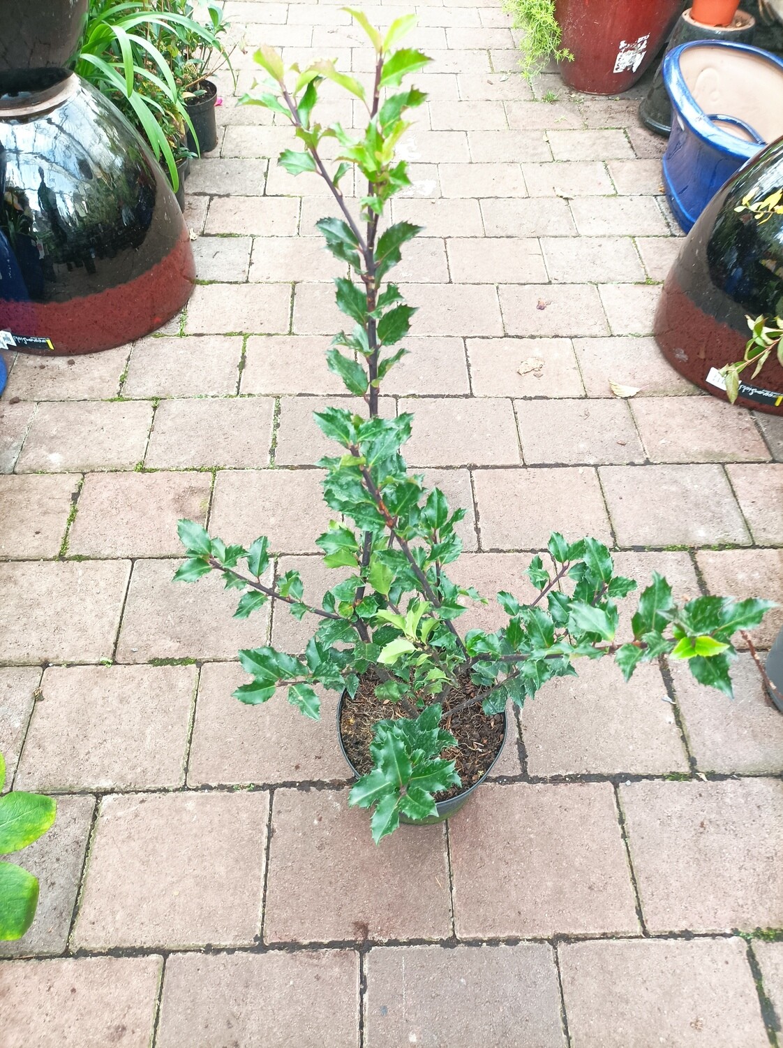 Holly - Ilex Blue Prince MALE HOLLY