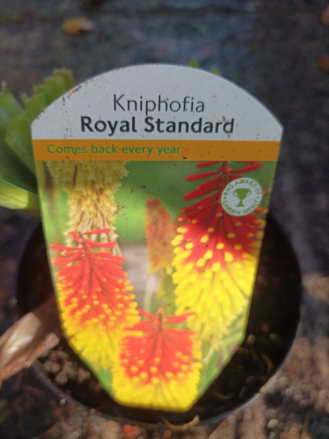 Kniphofia - Royal Standard - Red Hot Poker