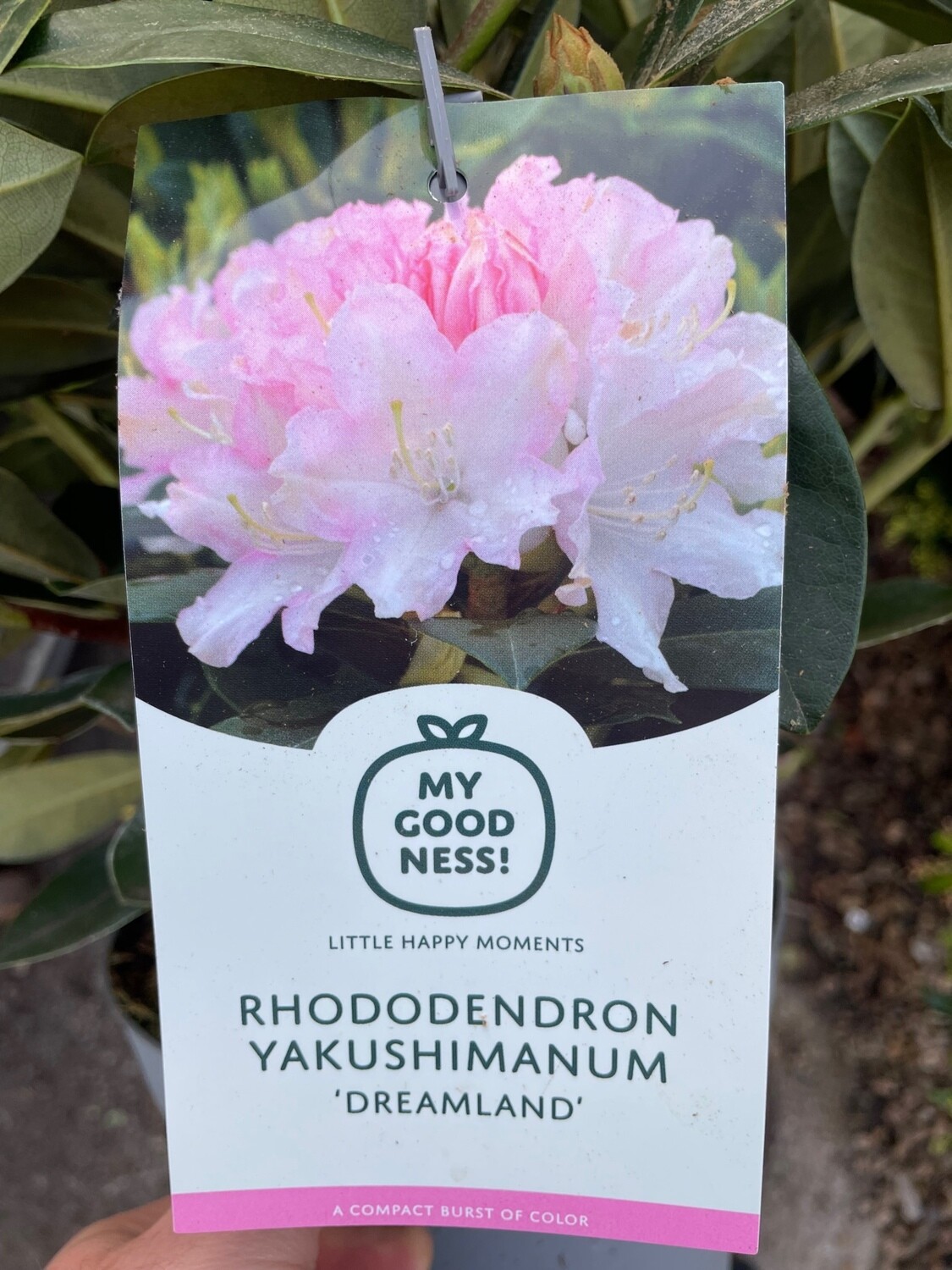 Yak Rhododendron 'Dreamland' Neat compact evergreen shrub. Suitable for pots or beds . Flowers in clusters of pink bells .