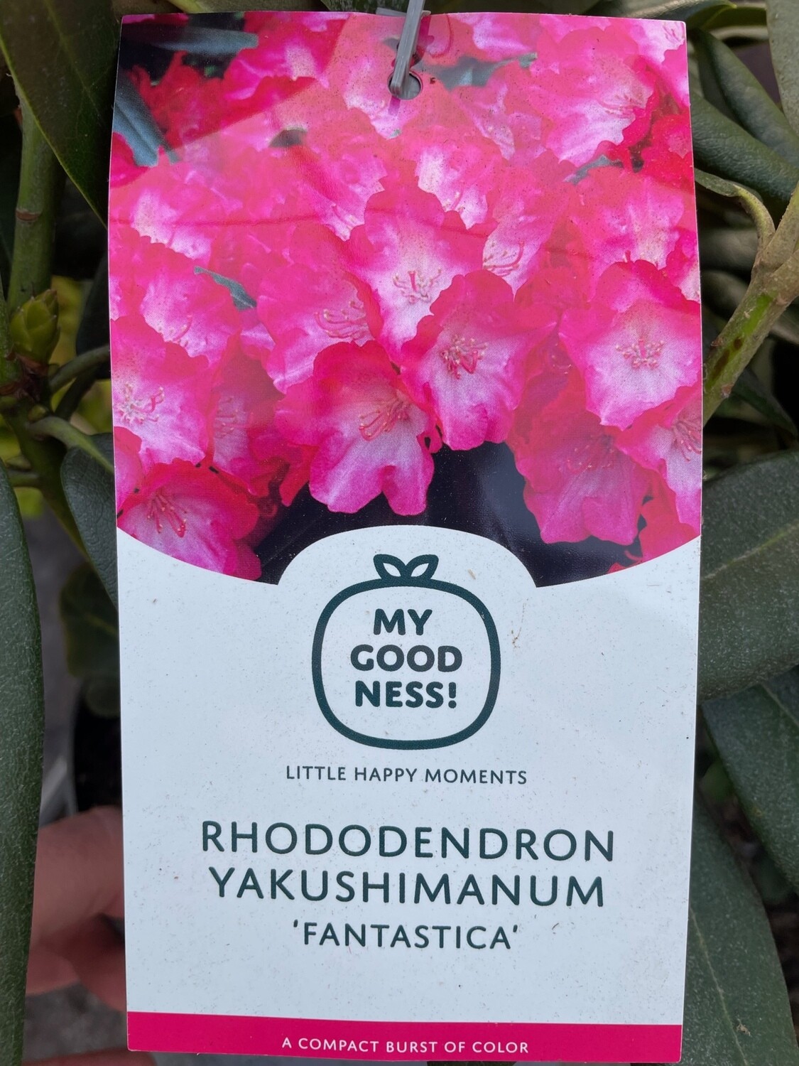 Yak Rhododendron &#39;Fantastica&#39;