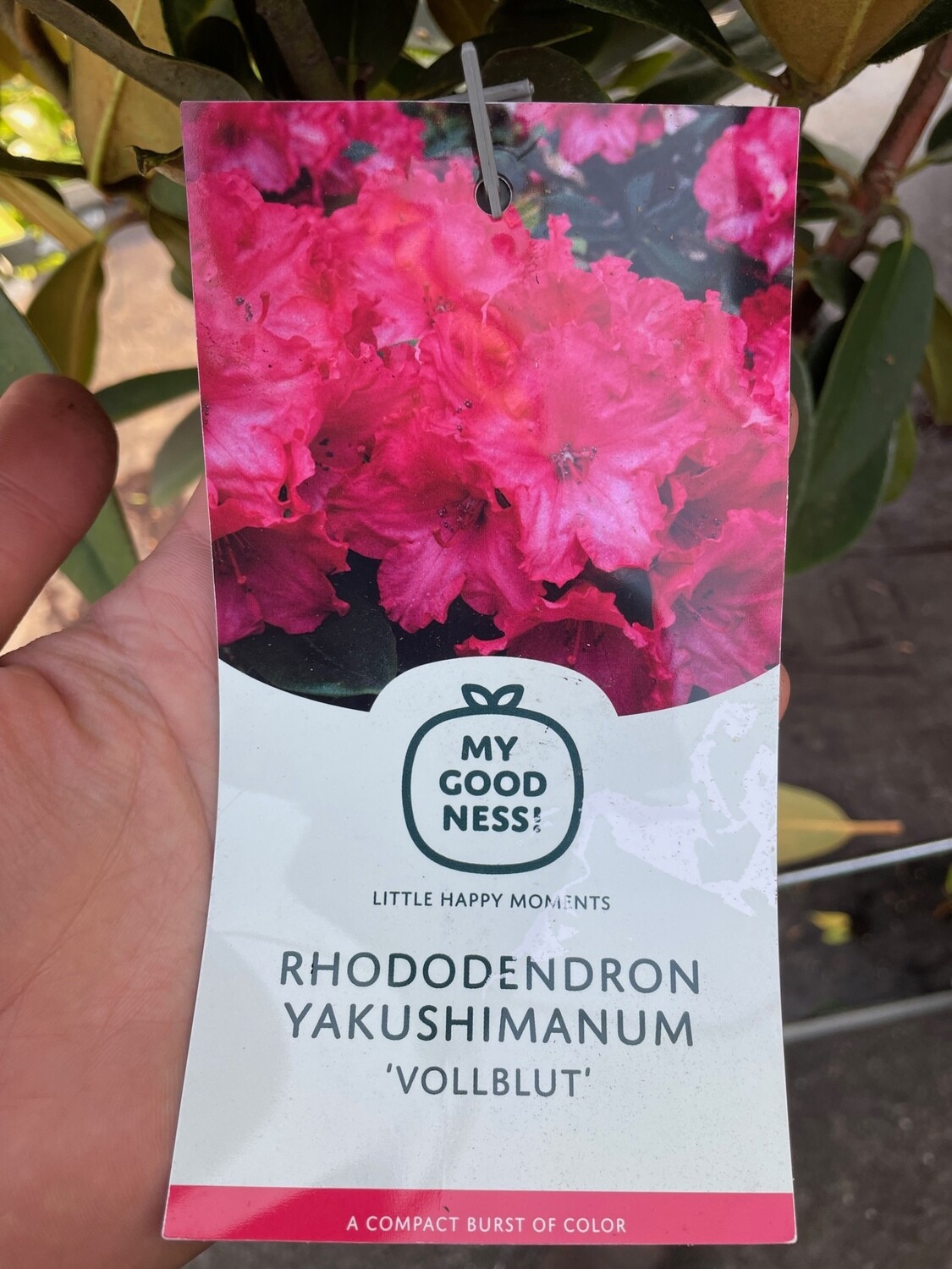 Rhododendron &#39;Vollblut&#39;