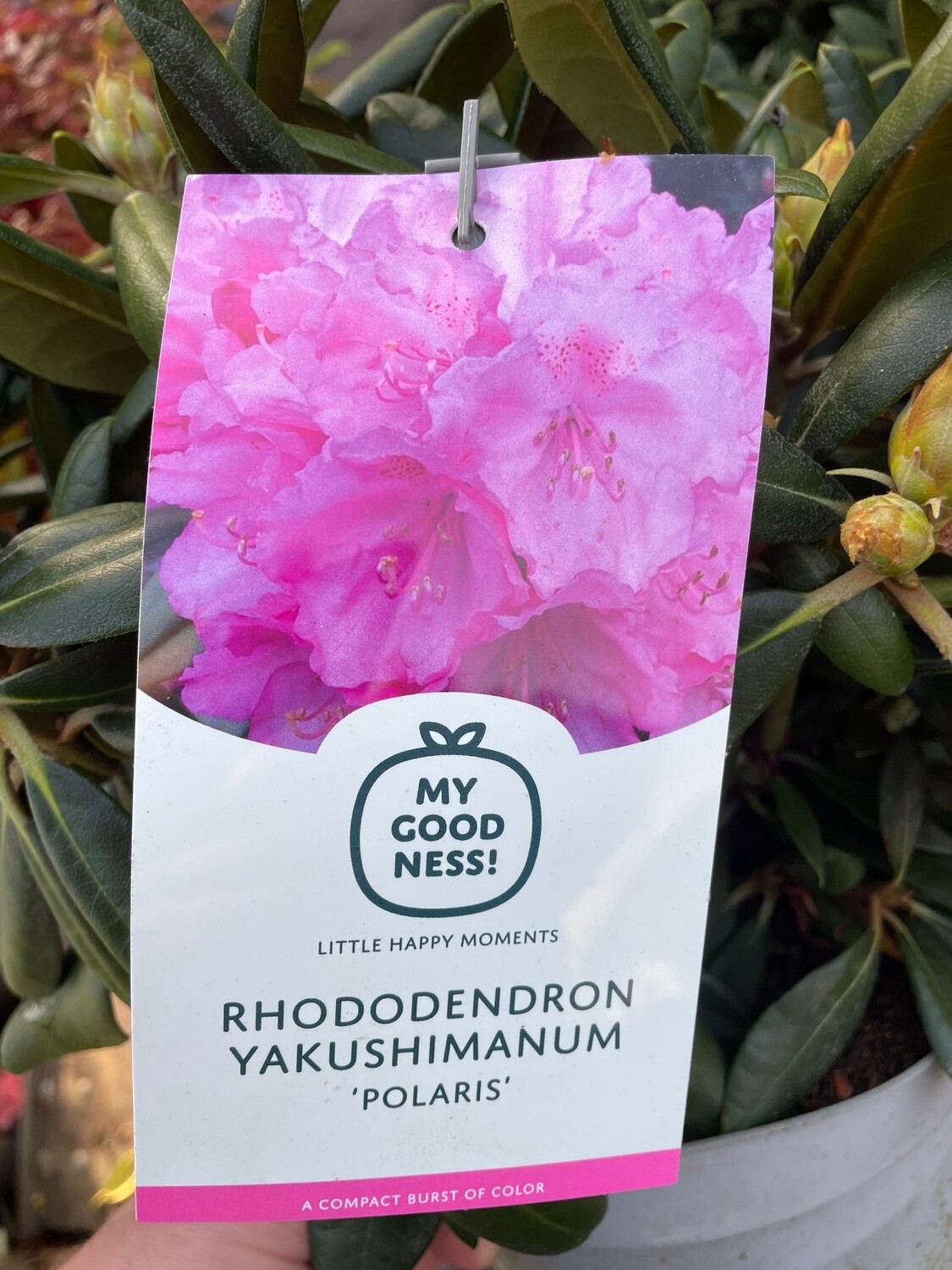 Rhododendron &#39;Polaris&#39;
