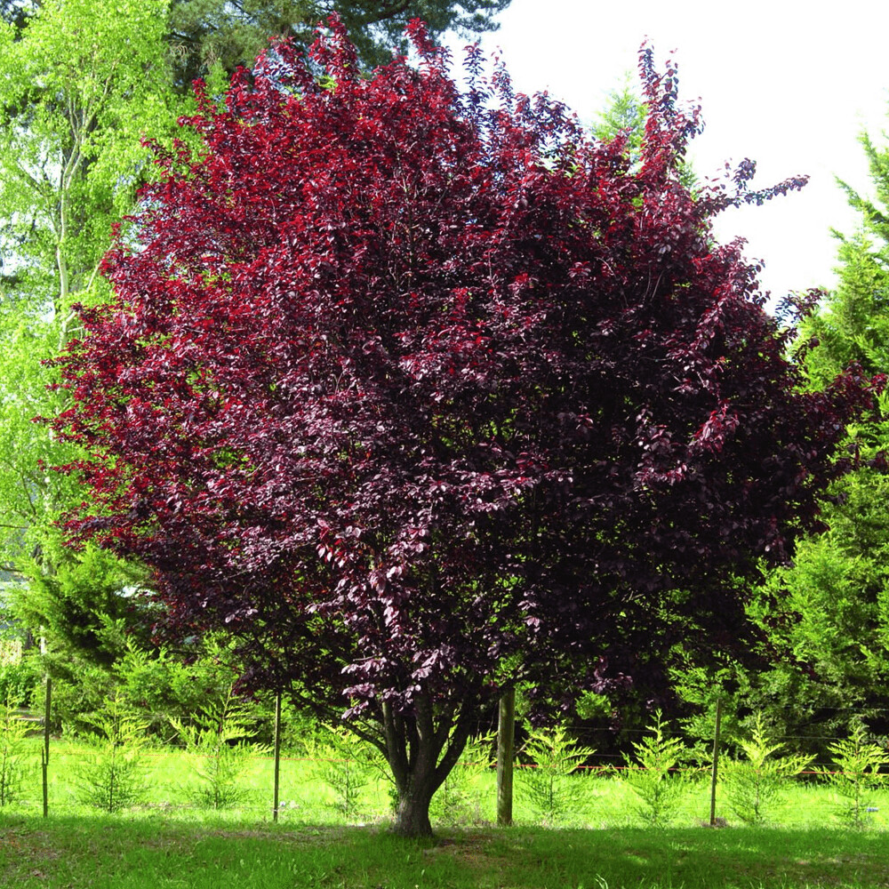 Prunus Pissardi Nigra - Purple Leafed Plum ,Ornamental Plum