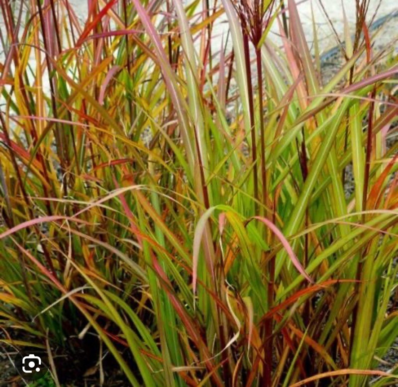 Miscanthus - Brazil