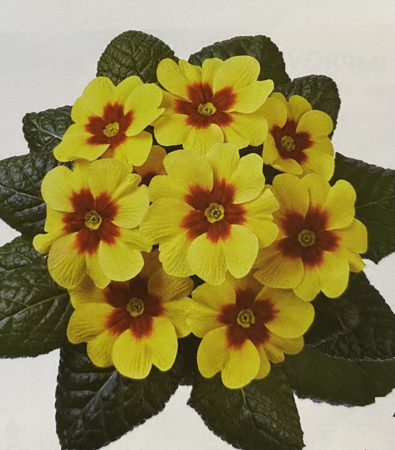 PRIMULA JUPITER YELLOW WITH RED EYE