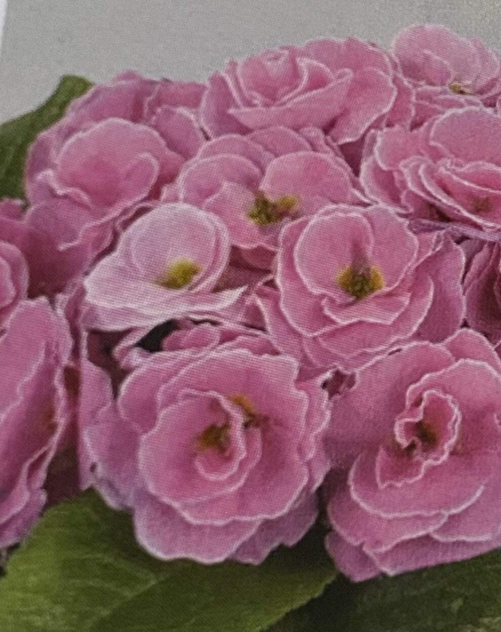 PRIMULA PALAZZO PINK F1