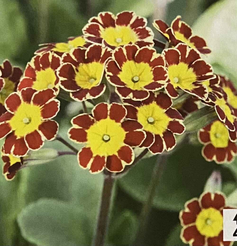 PRIMULA VICTORIANA RED F1