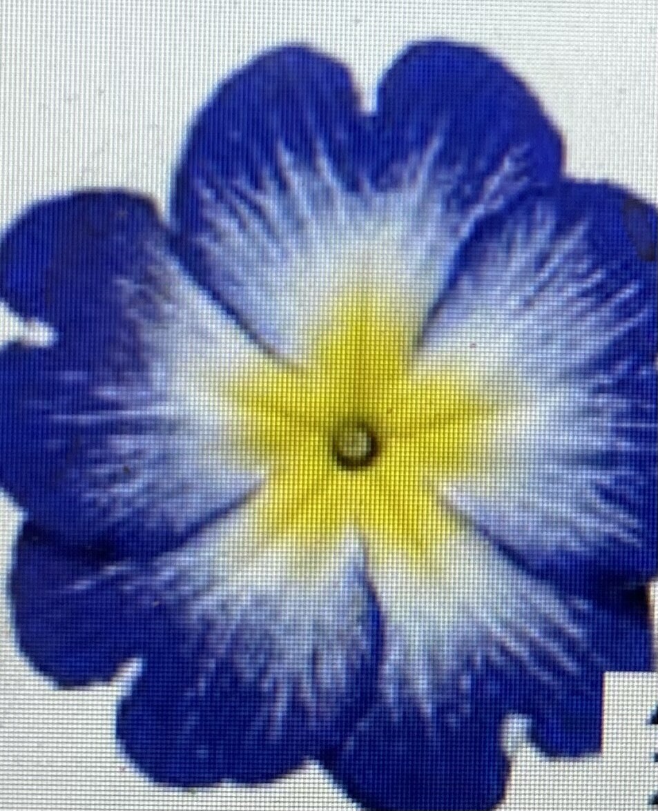 PRIMULA DAKOTA BICOLOUR BLUE F1 for Pots ,Baskets ,Rockeries,Beds. Spring flowering Well Budded Plants