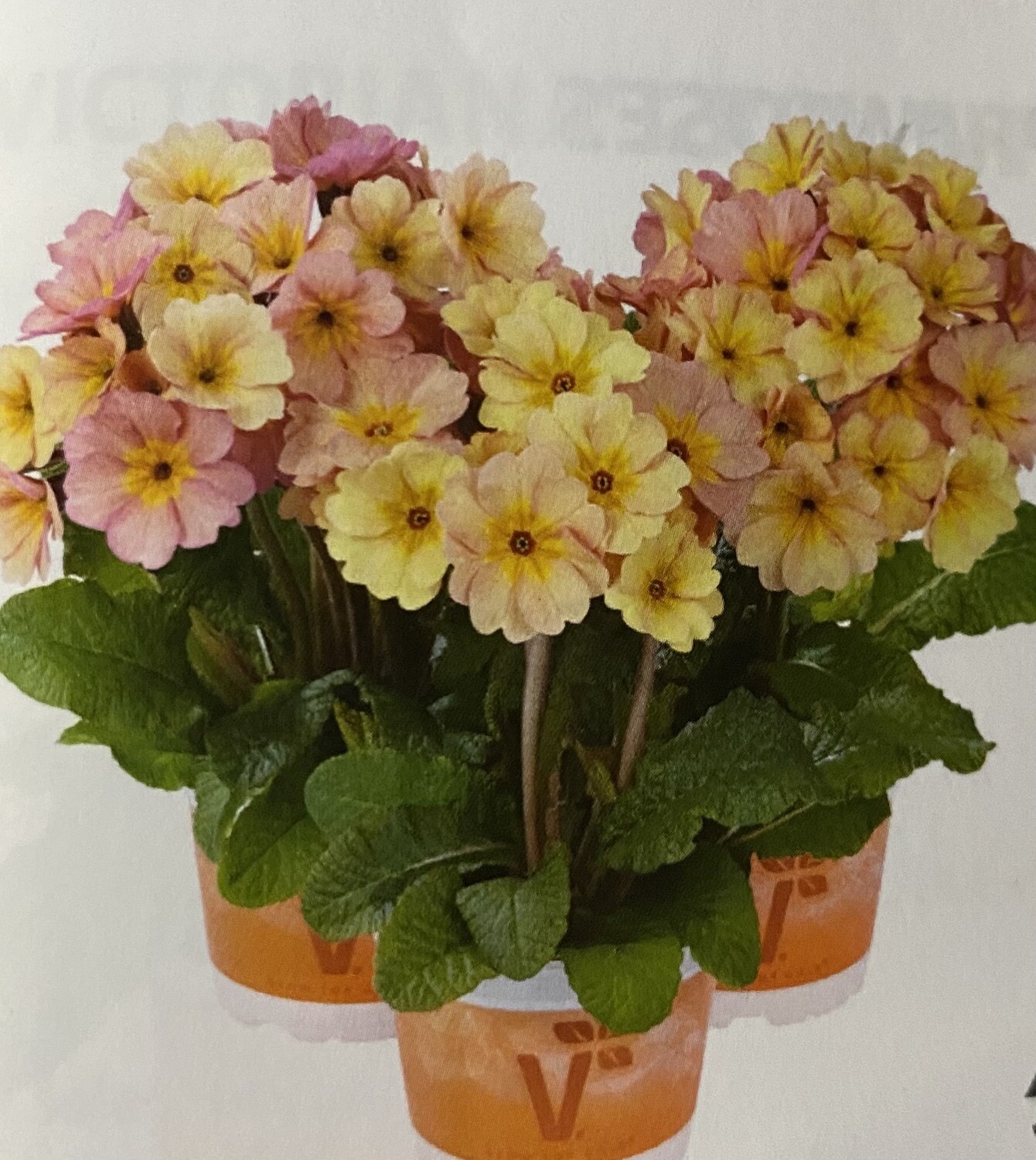 PRIMULA SYLVITA PEACH MELBA F1