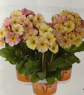 PRIMULA SYLVITA PEACH MELBA F1