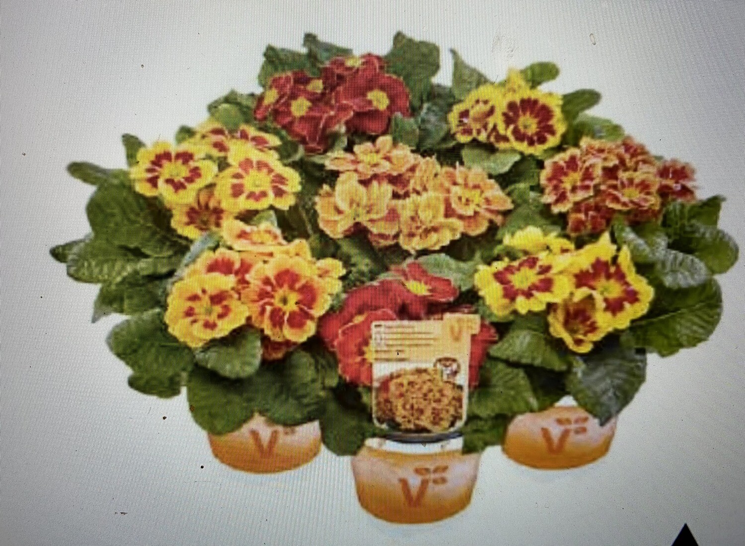 PRIMULA SOLENA MIX F1