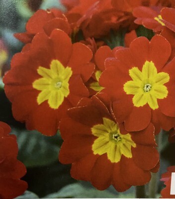 PRIMULA INARA SCARLET F1